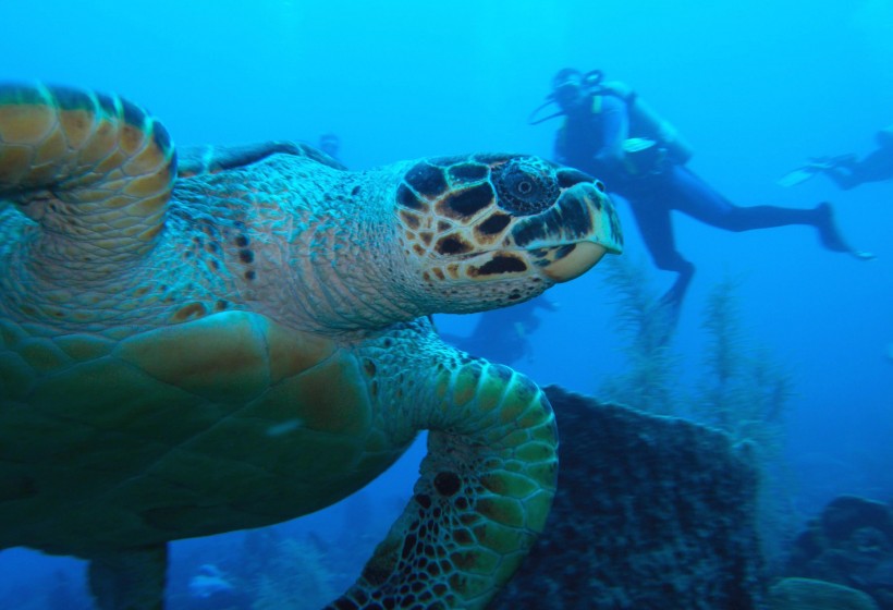 Diving - Turtle