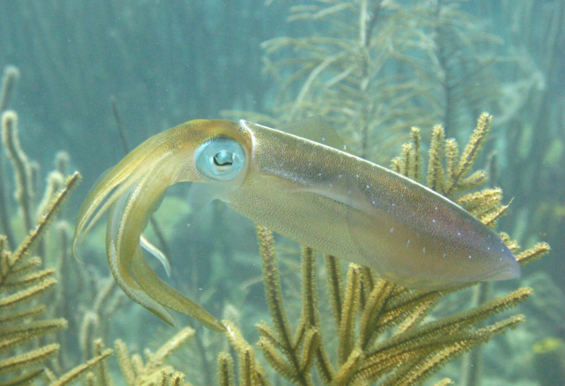 Snorkeling - Squid